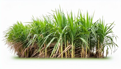 Sugarcane plant cluster, vibrant green, white isolated background.