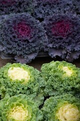 Decorative purple and green cabbage in gardening.