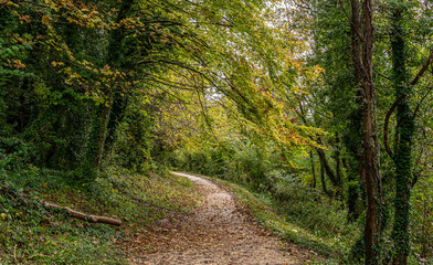 Swanbourne Lake, West Sussex with beautiful autumn colours in the surrounding woodland.