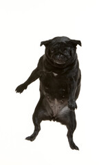Obraz premium black pug flying on white background