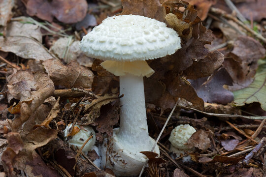 White mushroom, the False death cap, growing between fallen leaves