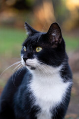 Fototapeta premium portrait of a cat