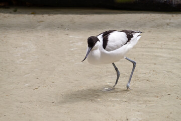 a black and white bird with a long beak walking in shallow water - pied avocet - Recurvirostra...