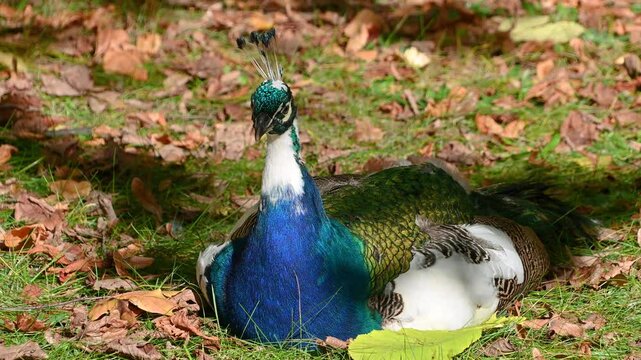 The Indian Peafowl (Pavo cristatus) with leucism in the autumn park. Beautiful bird
