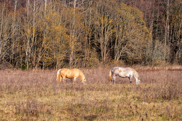 Horses graze in a meadow in early autumn.