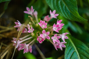 Pinkie flowers: Flower collection 2024