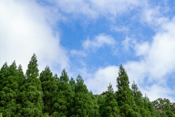 Obraz premium 新緑と空の交わり