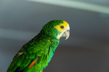 Vibrant Plumage of a Yellow-naped Amazon Parrot