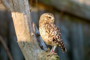 Wild Little Owl Observing its Surroundings