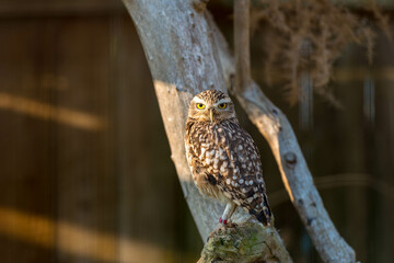 Wild Little Owl Observing its Surroundings