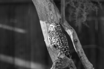 Wild Little Owl Observing its Surroundings