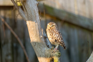 Wild Little Owl Observing its Surroundings