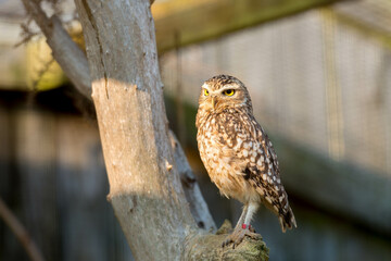 Wild Little Owl Observing its Surroundings