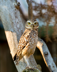 Wild Little Owl Observing its Surroundings