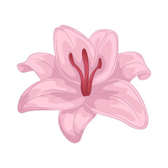 illustration of pink lily 