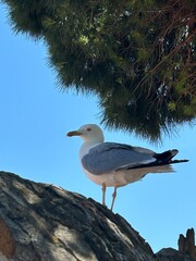 seagull on the rock