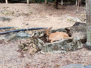 Deer in the zoo. Deer