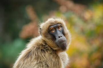 Close-up of a gelada monkey with soft fur and expressive eyes in a natural setting