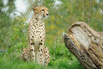 Cheetah sits beside a large log in a grassy enclosure