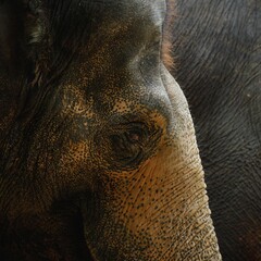 Close-up of an Asian elephant's textured skin and eye
