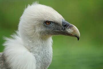 Close-up of a Griffon vulture with sharp features against a blurred green background
