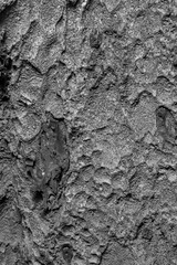 Close-up Abstract Structure of a Wooden Tree Trunk