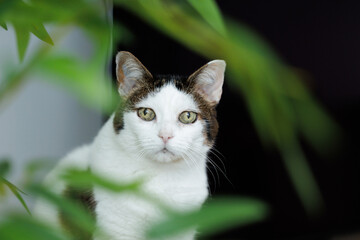 Cute common cat sitting on the furniture in the living room at home, looking at the camera between the leaves of the plant. Foreground. Close up.