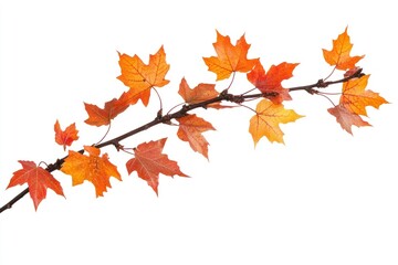 Fototapeta premium Maple leaves branch