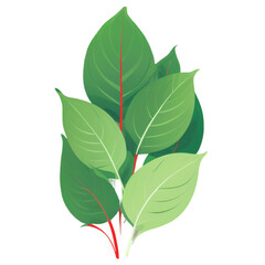 Fototapeta premium Minimal Aglaonema Lipstick Leaves Illustration - Transparent Background