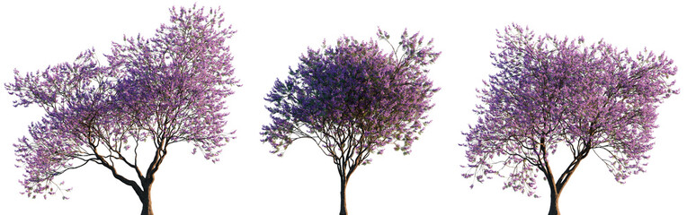 Jacaranda mimosifolia (blue jacaranda, black poui, Nupur or fern tree) trees frontal isolated png...