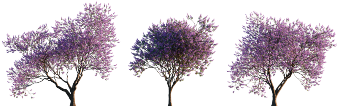 Jacaranda mimosifolia (blue jacaranda, black poui, Nupur or fern tree) trees frontal isolated png on a transparent background cutout sunset lighting