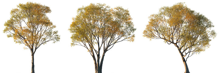 Autumn Salix caroliniana frontal set of large trees isolated png on a transparent background perfectly cutout sunset lighting (Carolina, Coastal Plain, Swamp Willow) © Roman