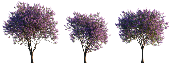 Jacaranda mimosifolia (blue jacaranda, black poui, Nupur or fern tree) trees frontal isolated png on a transparent background cutout sunset lighting