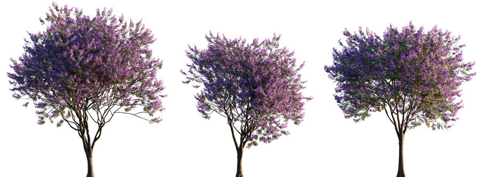 Jacaranda mimosifolia (blue jacaranda, black poui, Nupur or fern tree) trees frontal isolated png on a transparent background cutout sunset lighting