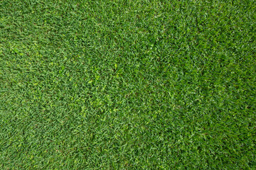 Fototapeta premium Wet green grass background