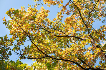 Autumn leaves on trees in beautiful colors.
