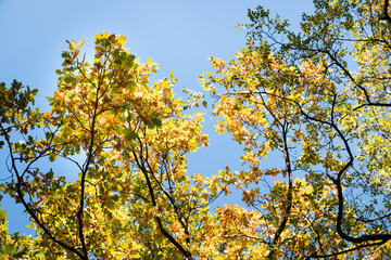 Autumn leaves on trees in beautiful colors.
