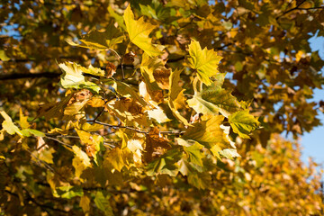 Autumn leaves on trees in beautiful colors.
