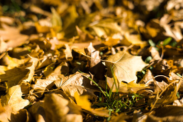 Autumn leaves falling from trees, background.
