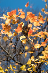 Autumn leaves on trees in beautiful colors.
