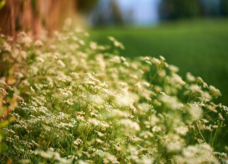 Garden, environment and nature with flowers in summer for eco friendly, blossom or natural ecology. Outdoor, greenery and with floral plants by lawn for sustainability, botanical or growth in morning