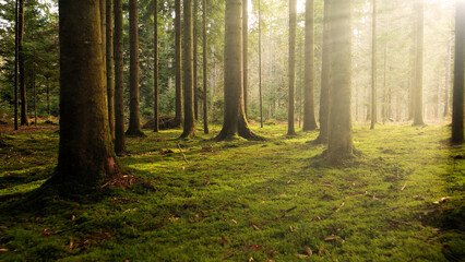 Beautiful morning mystic forest landscape with green mossy floor and lovely sunlight..

