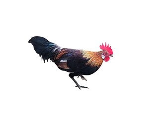 Colorful Rooster Walking Isolated on White Background