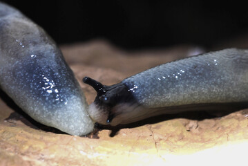 a kiss of two slugs on a mushroom cap in a dark forest