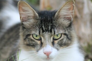 Obraz premium Close-up of a cat's eyes and head