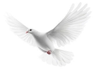 Obraz premium White dove in flight with spread wings, isolated on transparent cutout background