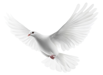 White dove in flight with spread wings, isolated on transparent cutout background