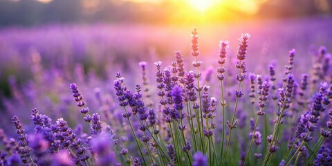 Naklejka premium A Close Up of Lavender Blossoms in a Field Bathed in the Warm Glow of a Setting Sun
