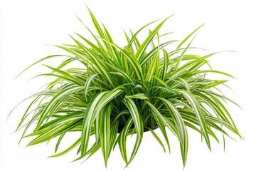 A lush clump of green and white striped ornamental grass isolated on a white background.