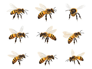 Collection set of honey bees flying isolated on transparent or white background, png